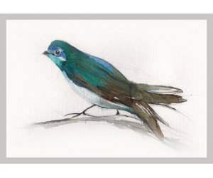 Tree Swallow