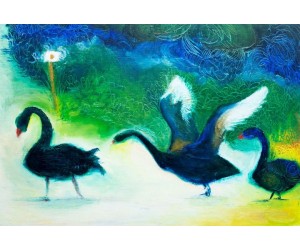 A ballet of Black Swans